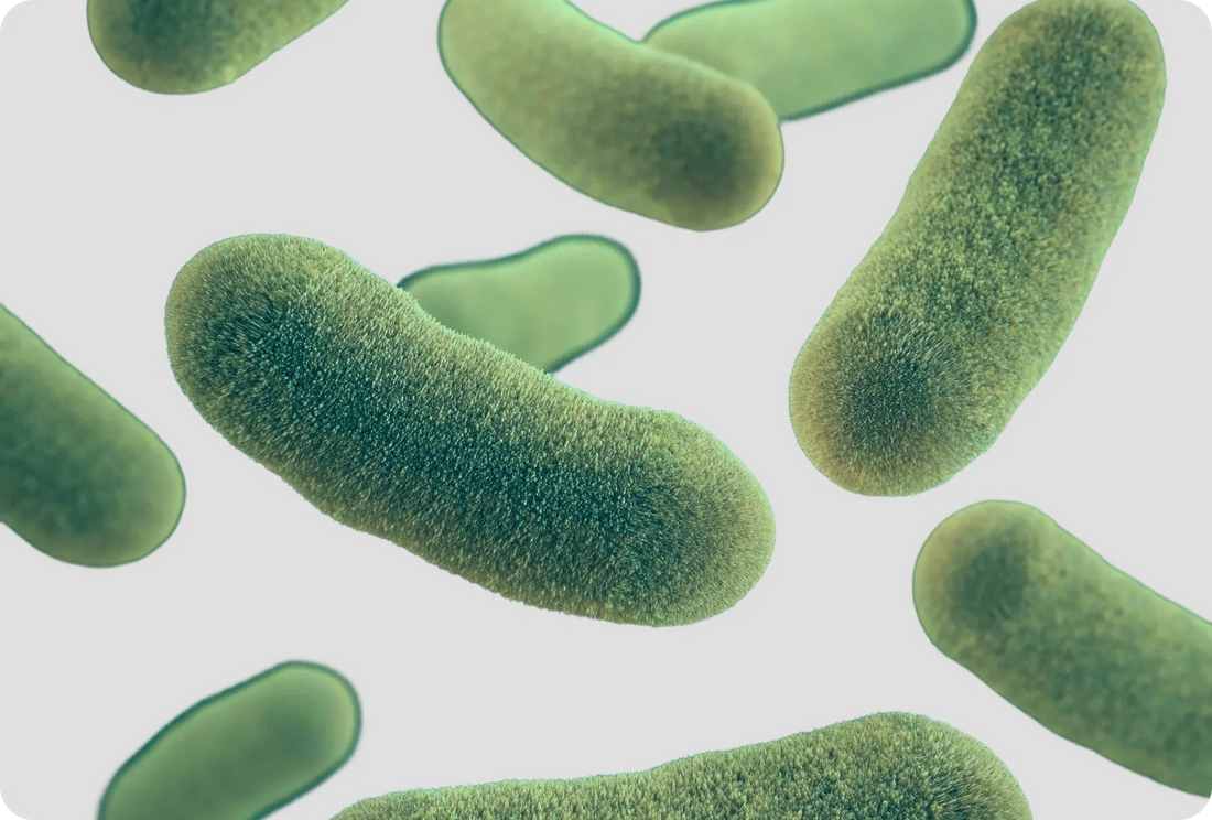 Akkermansia muciniphila and Inflammatory Bowel Disease: The Mucin-Degrading Bacteria That May Support Gut Barrier Health