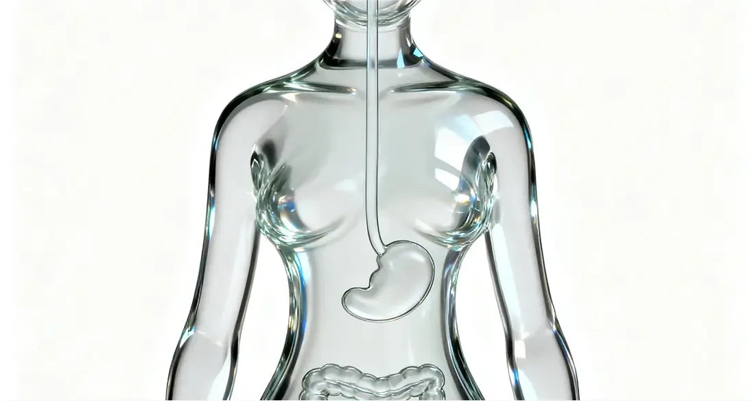 Digestion Support and Gut Balance to Control Your Weight