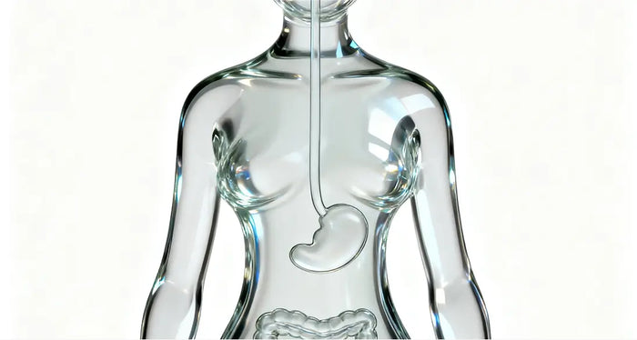 Digestion Support and Gut Balance to Control Your Weight