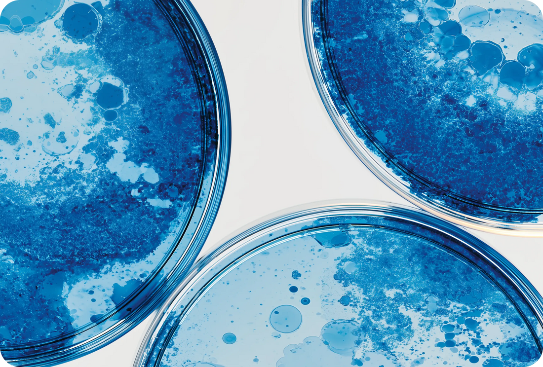 Best Probiotic Strains for Gut Comfort and Weight-Management Support