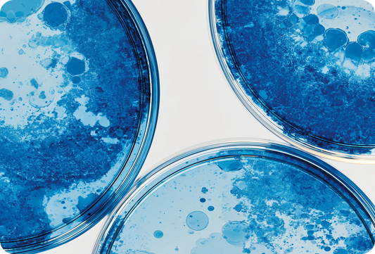 Best Probiotic Strains for Gut Comfort and Weight-Management Support