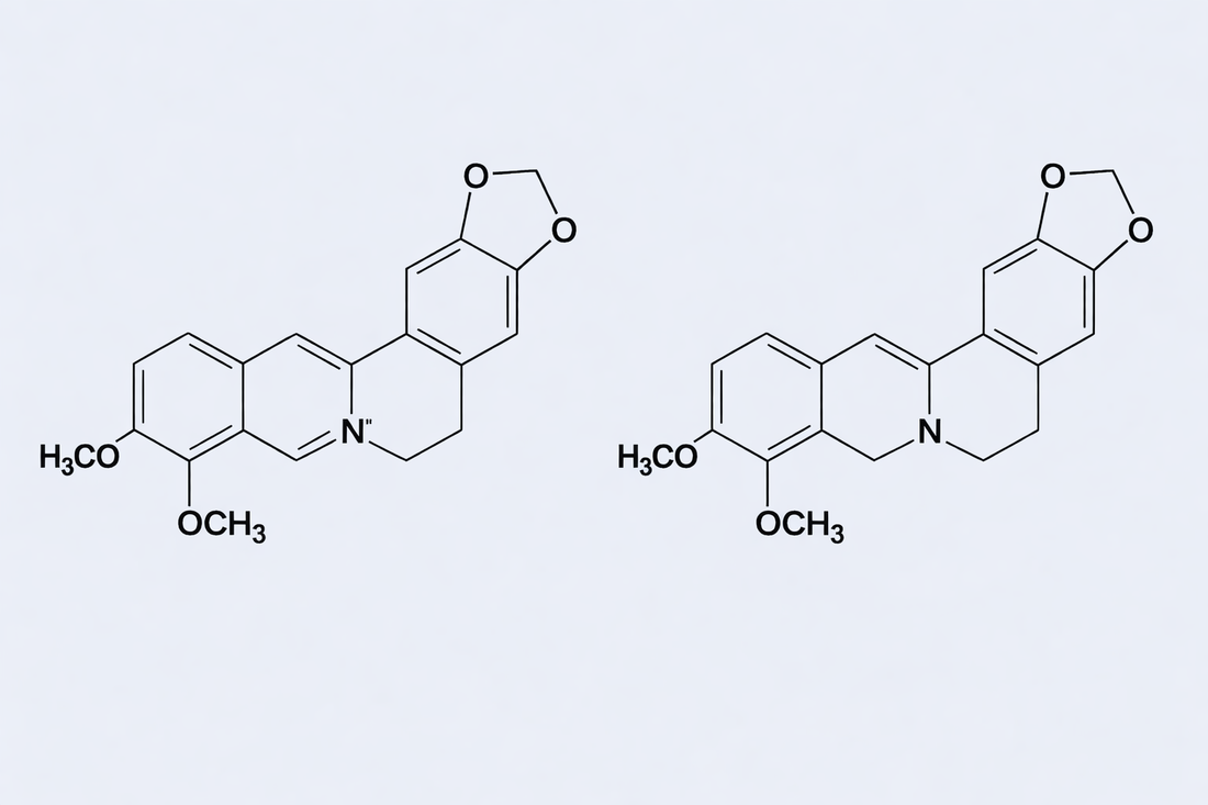 Berberine vs. Dihydroberberine: What's Actually Better for Your Gut?