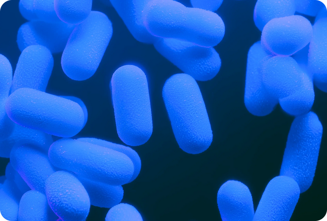 Does WonderBiotics interact with GLP-1 medications?