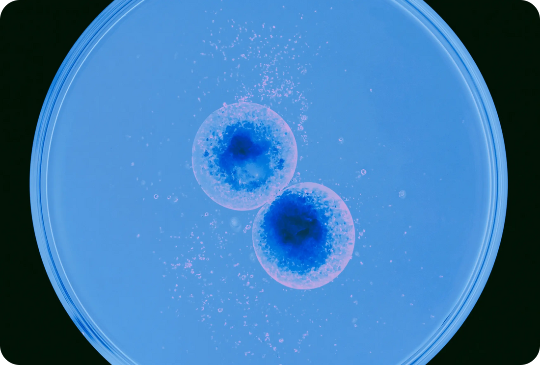Probiotics for Menopause Bloating vs Weight Gain: Which Strains Matter?