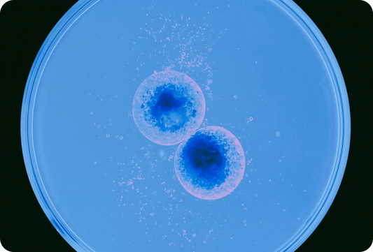 Probiotics for Menopause Bloating vs Weight Gain: Which Strains Matter?