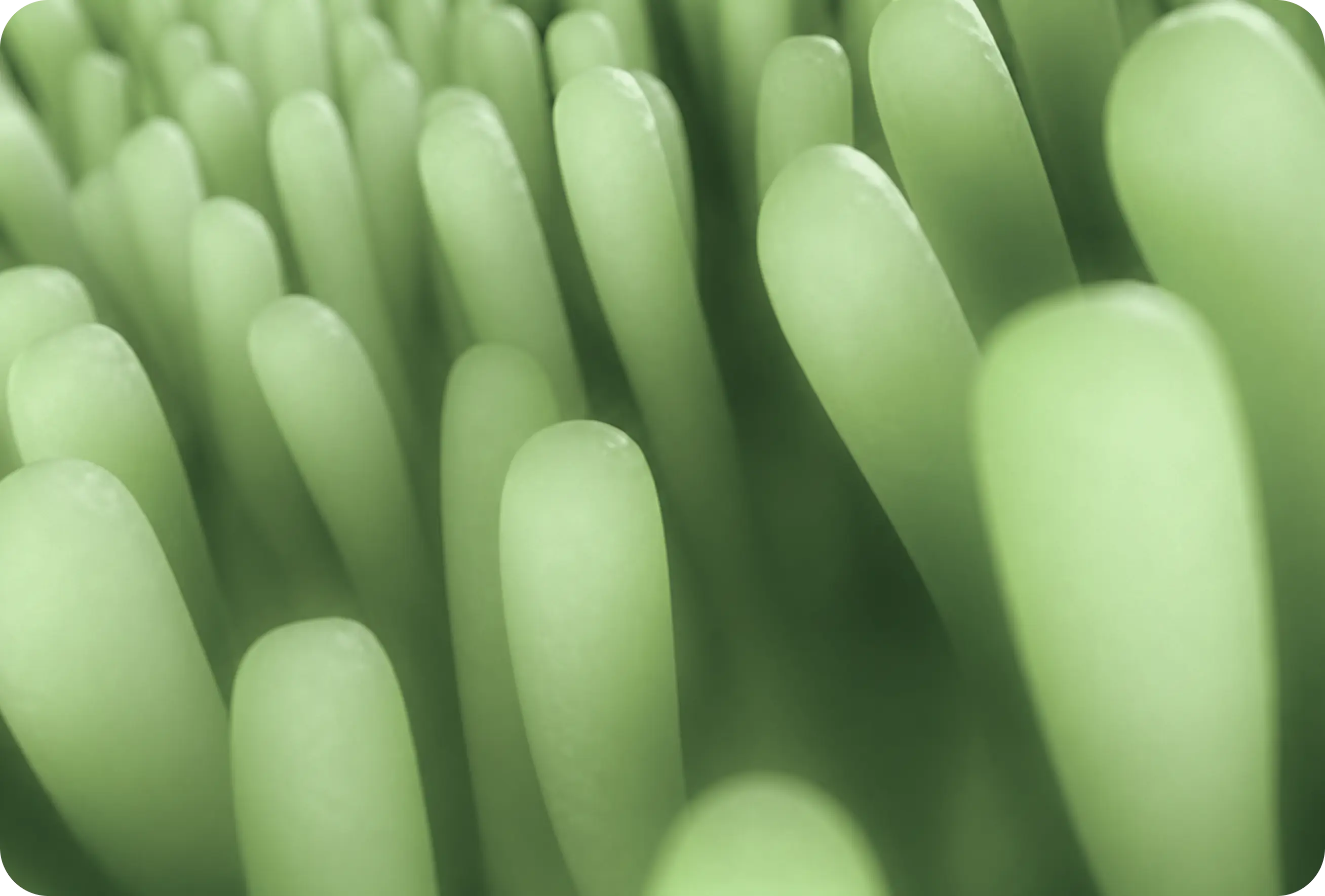 How the Gut Works: The Body's Most Underrated Organ