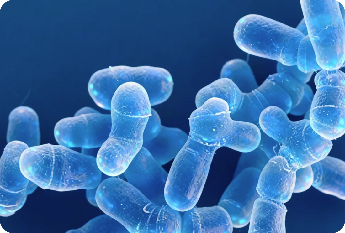 Best Probiotic Strains for Weight Management