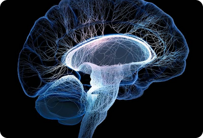 Food Cravings Aren't All in Your Head: The Gut-Brain Connection