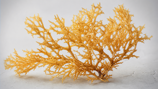 What Is Irish Sea Moss? Nutrition, History, and What the Evidence Says