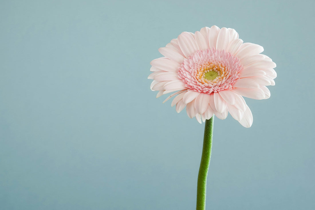 A flower representing the need for healthy fauna for women's health