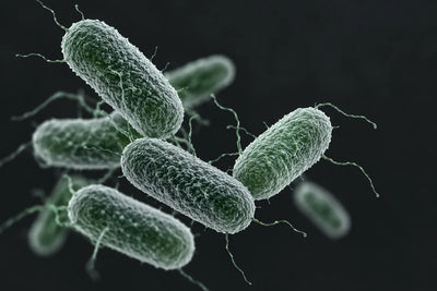 Can Probiotics Cause Weight Gain? What Trials Show