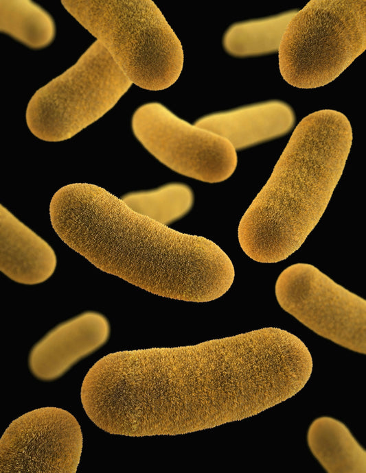 Akkermansia muciniphila bacteria that may be beneficial for inflammatory bowel disease.