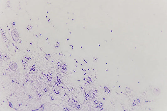 Do GLP-1 Drugs Change Your Gut Microbiome?