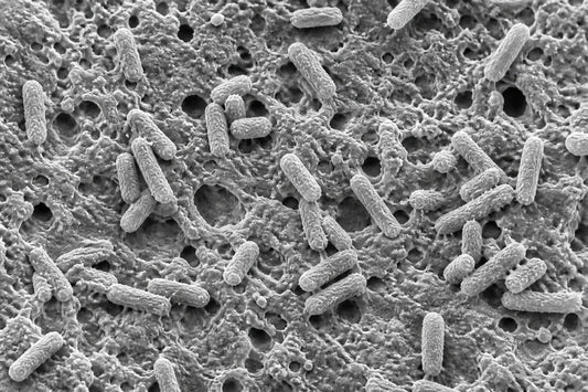 Why Do High-Protein Diets Cause Sulfur Burps on GLP-1s?
