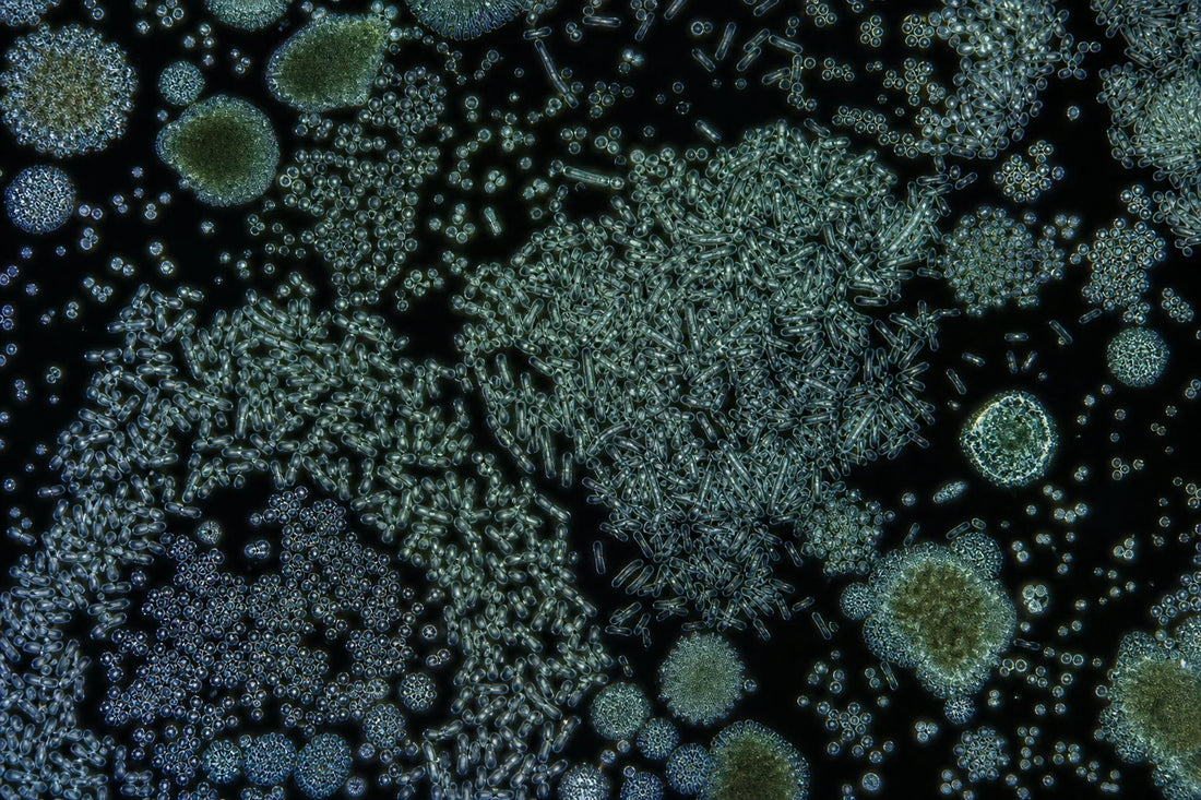 Menopause and the Gut Microbiome: What's Actually Proven?