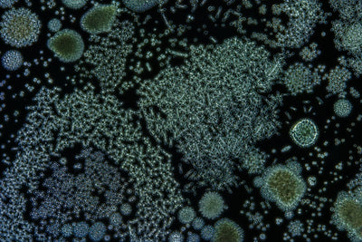 Menopause and the Gut Microbiome: What's Actually Proven?
