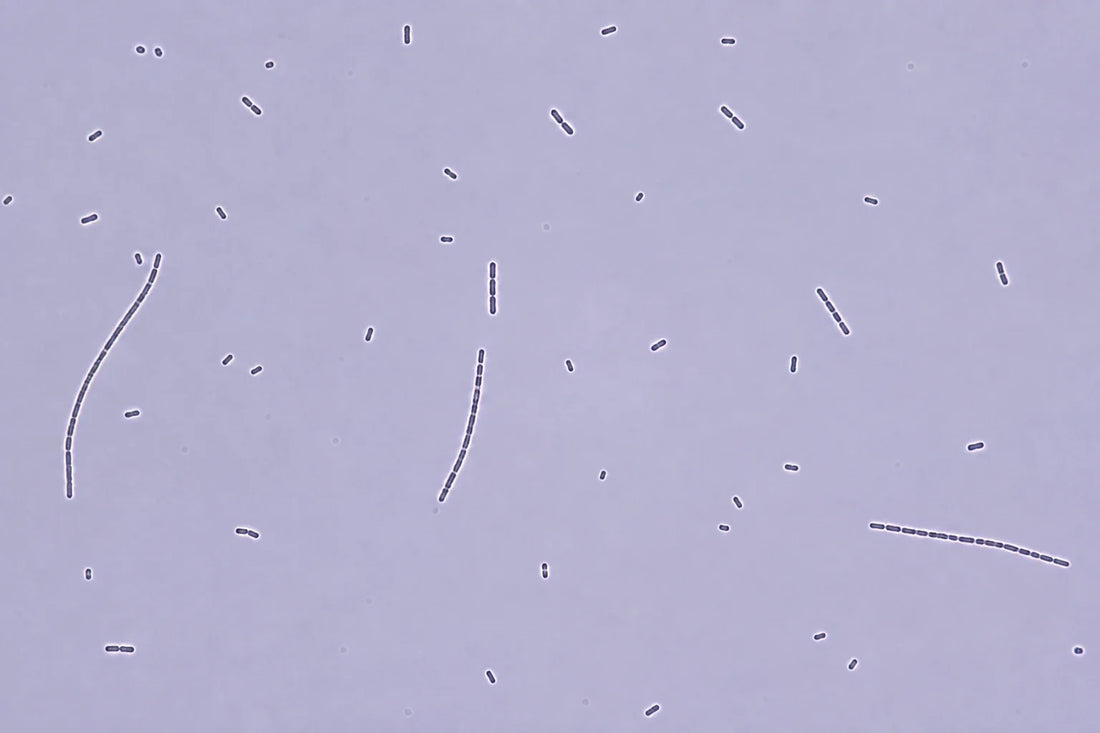 Which Named Probiotic Strain Actually Helps With Weight?