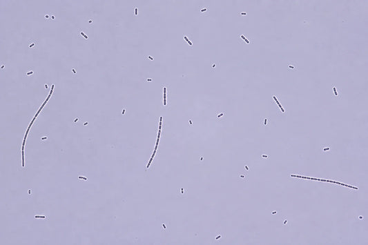 Which Named Probiotic Strain Actually Helps With Weight?