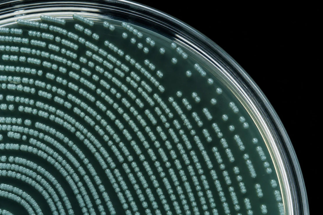 Weight-Loss Probiotic Strains With Replicated Evidence
