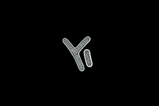 Why Pair B420 With HN019 in One Probiotic?
