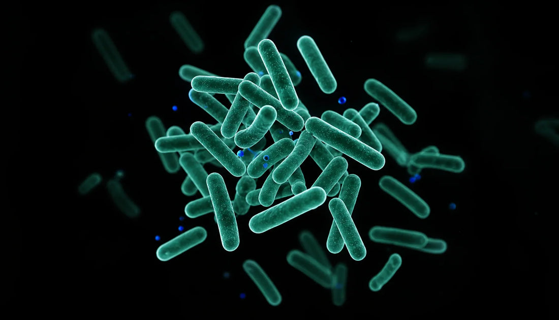 Probiotics for GLP-1 Constipation: Strains That Help