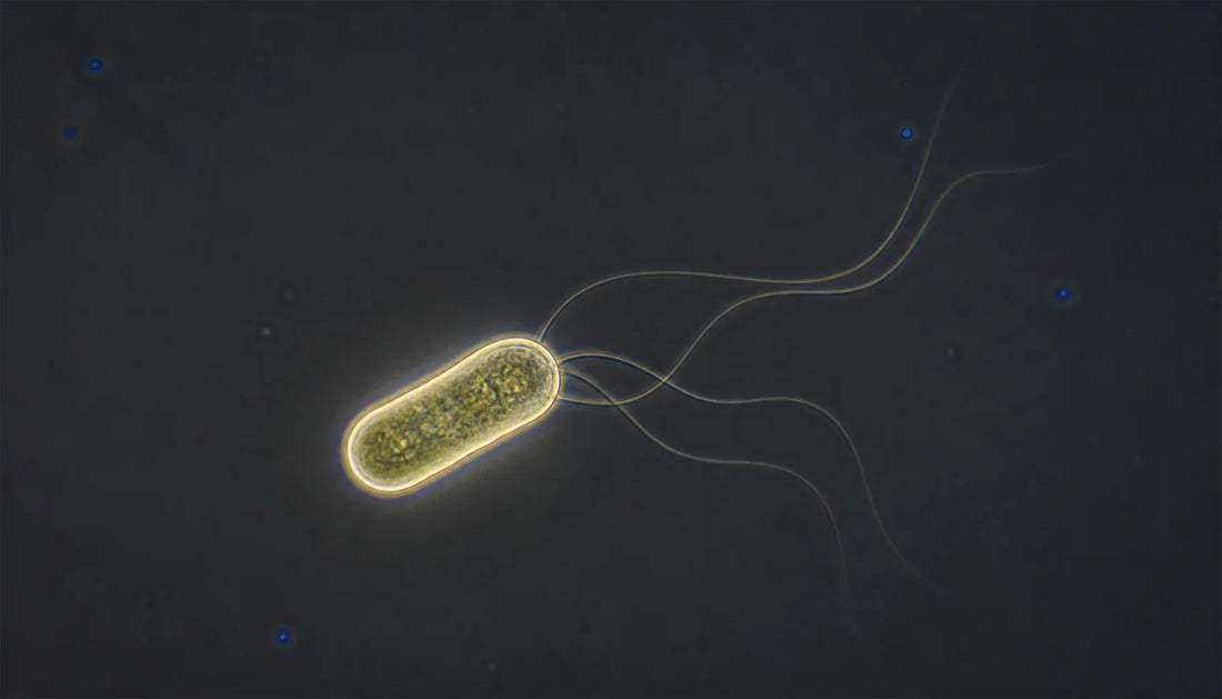Probiotics for Appetite and Metabolism: The Strain Science