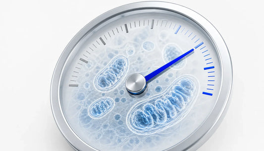 Supplements for Slow Metabolism in Menopause: The Evidence