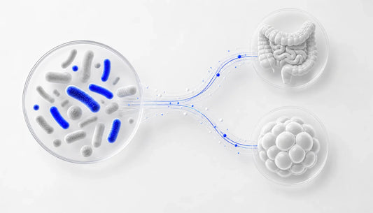 Probiotics for Weight Loss and Gut Health: A Combined Plan
