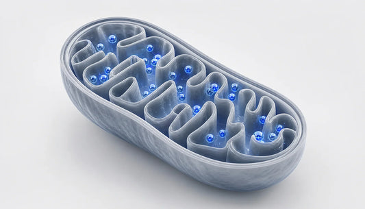 Metabolism Supplements for Weight Loss: What Actually Works