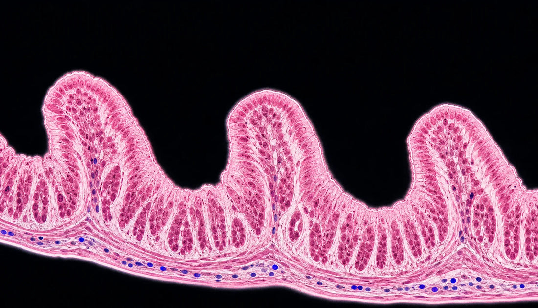 Probiotics for Constipation: Strains That Get Things Moving