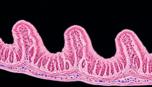 Probiotics for Constipation: Strains That Get Things Moving