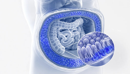 Probiotics for Belly Fat and Bloat: What the Science Says