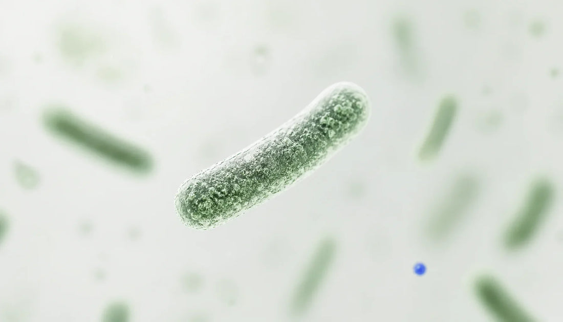 Probiotics for Sensitive Stomach: Gentle Gut Support Guide