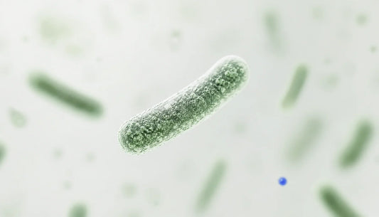Probiotics for Sensitive Stomach: Gentle Gut Support Guide