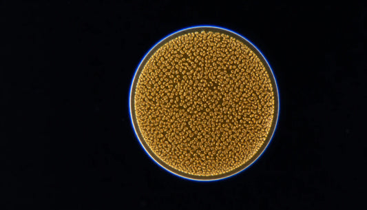 Why Probiotic Strains Matter More Than CFU Count
