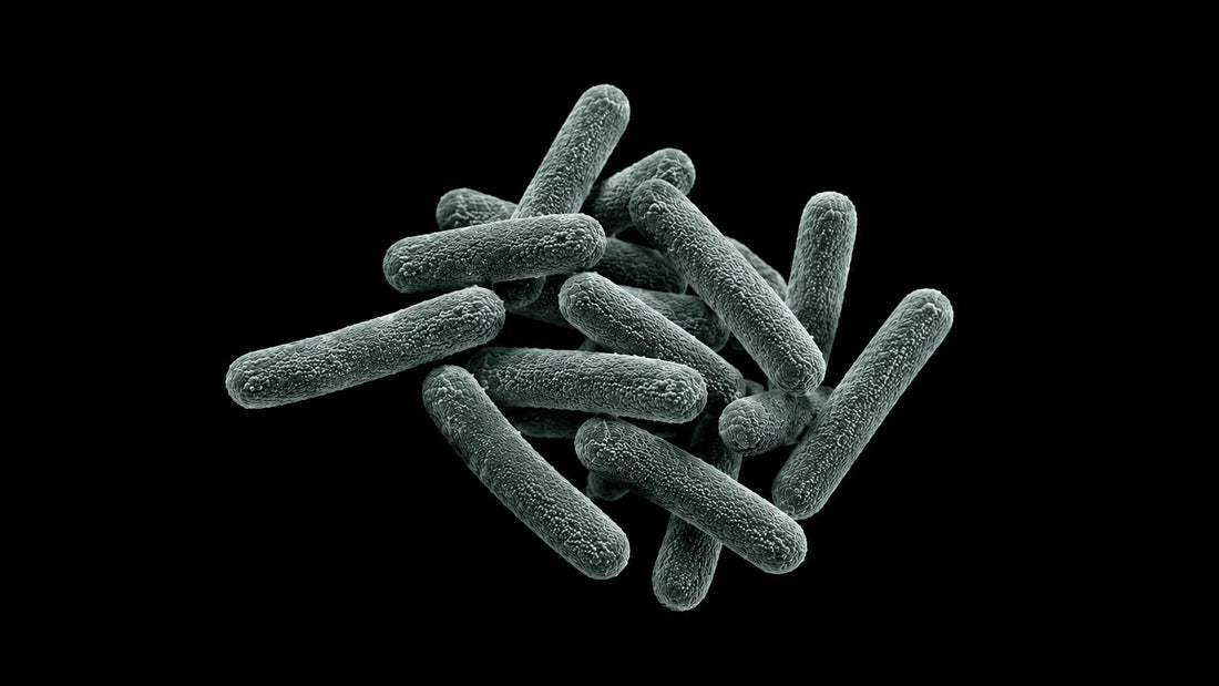 Best Probiotics for Weight Loss: Evidence Standards
