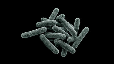 Best Probiotics for Weight Loss: Evidence Standards