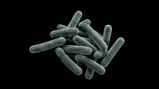 Best Probiotics for Weight Loss: Evidence Standards