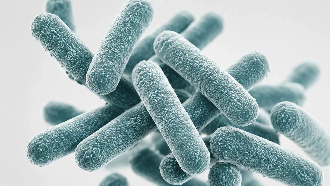 Lactobacillus Gasseri for Weight Loss: Human Evidence
