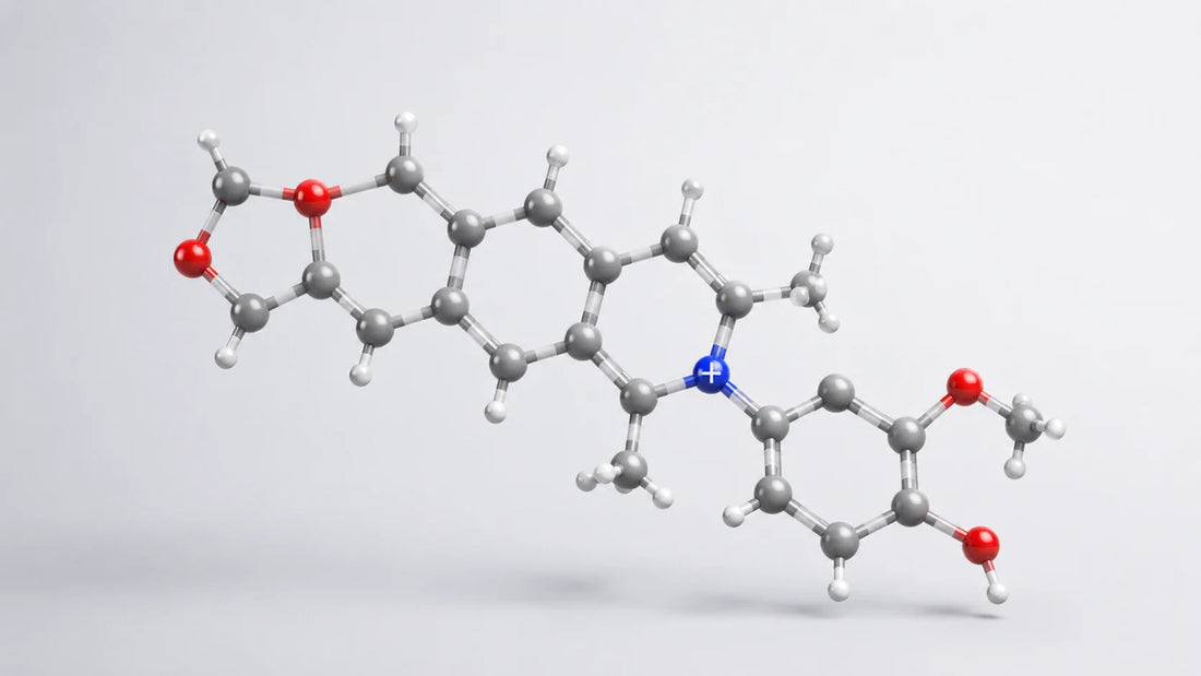 Best Dihydroberberine Supplement: Bioavailability Evidence