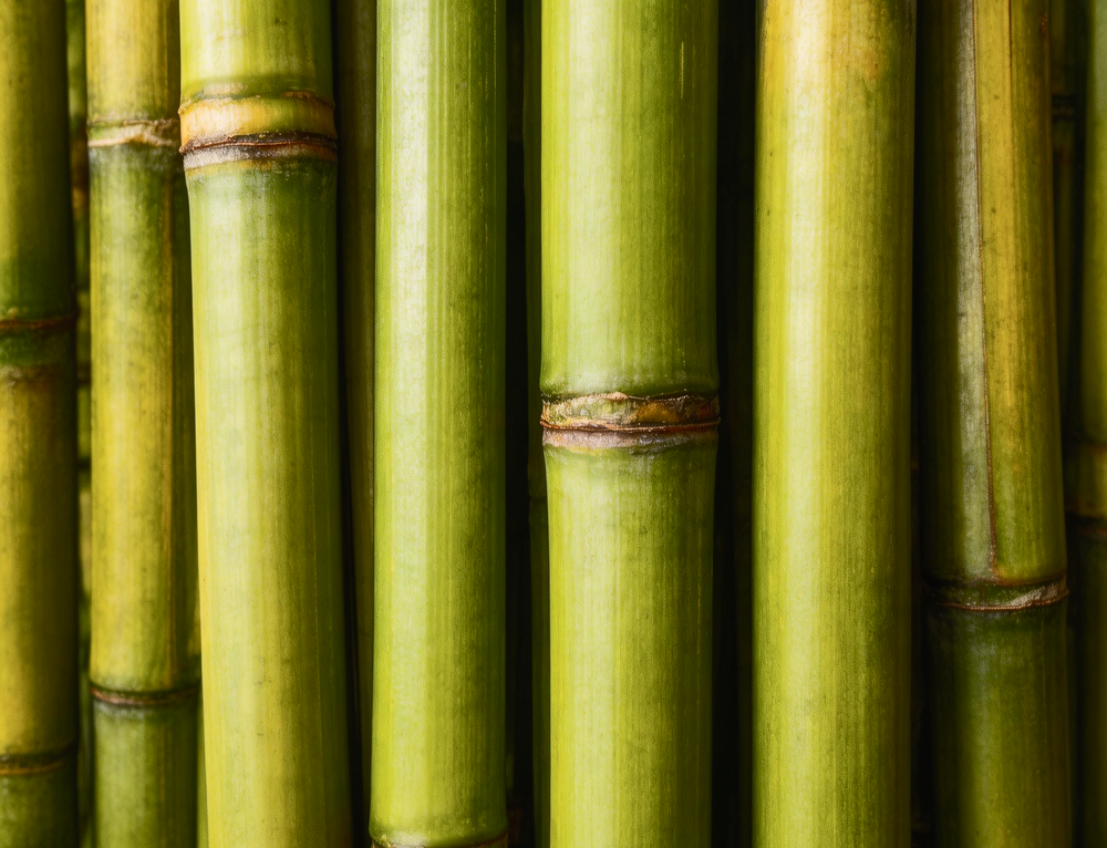 FOS Prebiotics Fiber