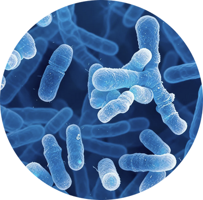 Bifidobacterium animalis subsp. lactis HN019