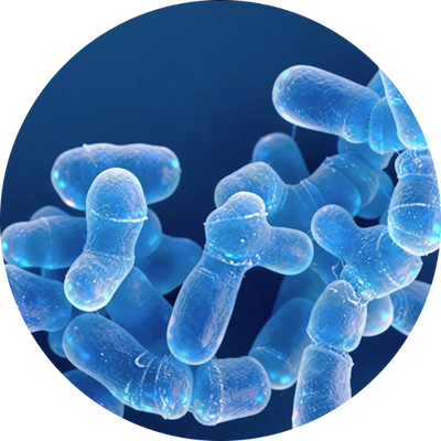 Bifidobacterium animalis subsp. lactis B420